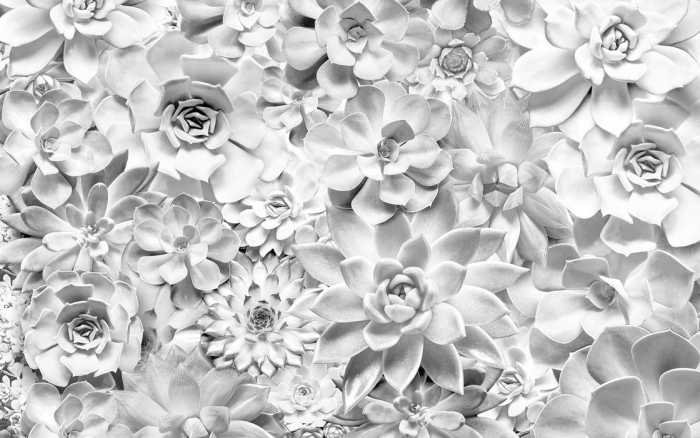 Premium Non-Woven Shades Black and White