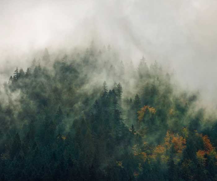 Premium Non-Woven Tales of the Carpathians