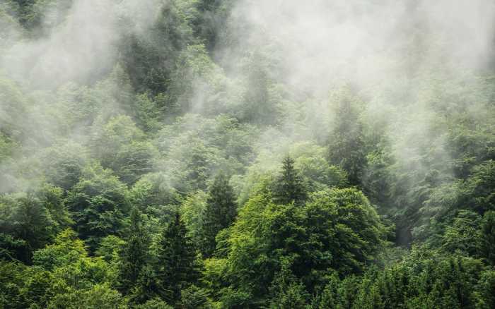 Premium Non-Woven Forest Land