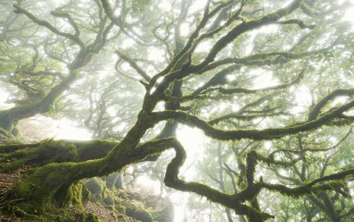 Premium Non-Woven The Forgotten Forest