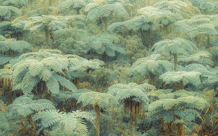 Premium Non-Woven Jungle Lands