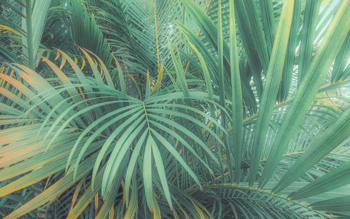 Premium Non-Woven Foggy Fern
