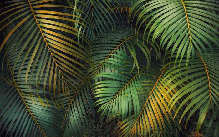 Premium Non-Woven Amazon Fern