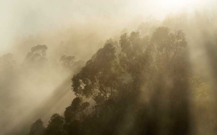 Premium Non-Woven Foggy Sunshine