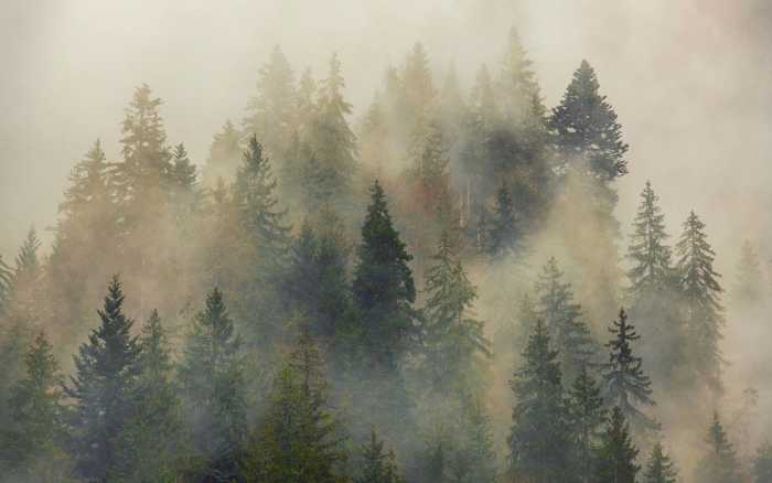 Premium Non-Woven Mystical Firs