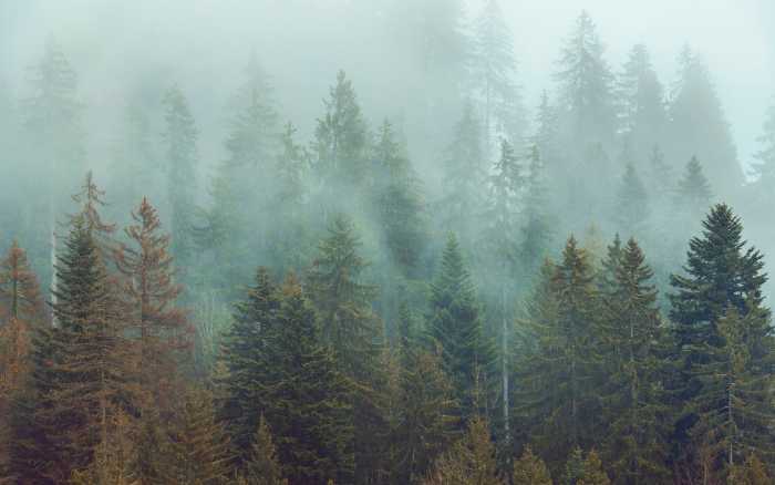 Premium Non-Woven Foggy Firs