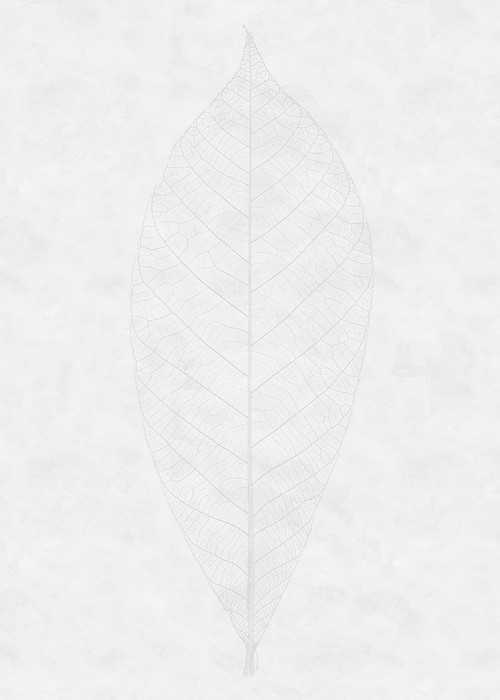 Premium Non-Woven Decent Leaf