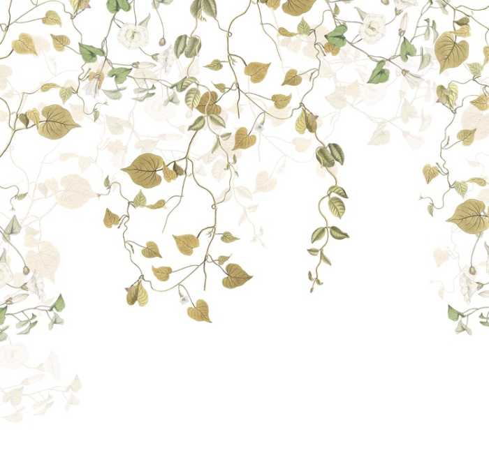 Premium Non-Woven Hedera