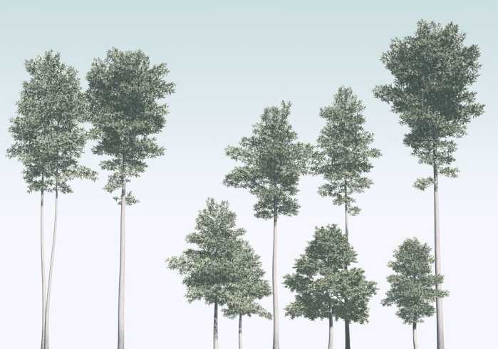Premium Non-Woven Pines