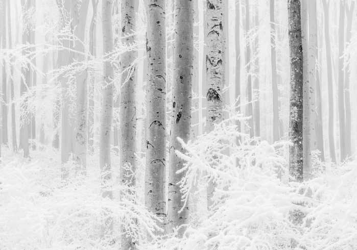 Premium Non-Woven Winter Wood