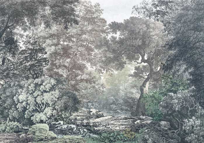 Premium Non-Woven Fairytale Forest