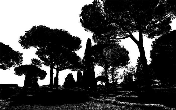 Premium Non-Woven Pine Trees black-white