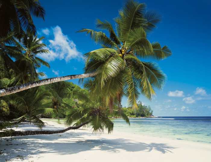 Photomural on paper Coconut Bay