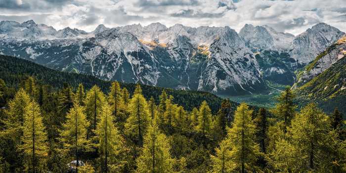 Premium Non-Woven Wild Dolomites