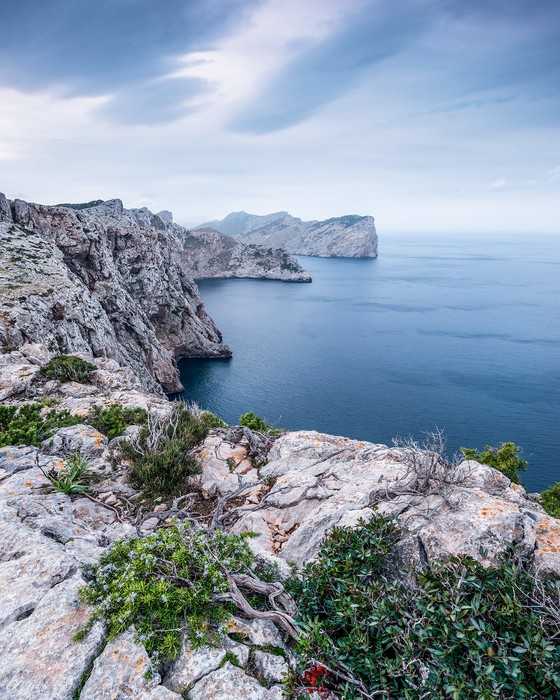 Premium Non-Woven Bizarre Coast