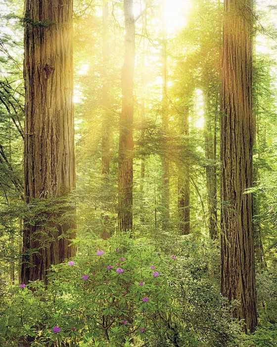 Premium Non-Woven Redwood