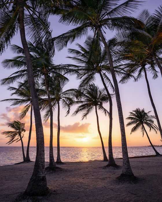 Premium Non-Woven Palmtrees on Beach