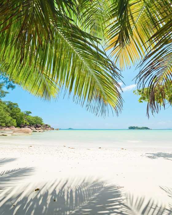 Premium Non-Woven Under The Palmtree