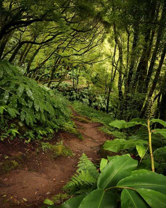 Premium Non-Woven The Path