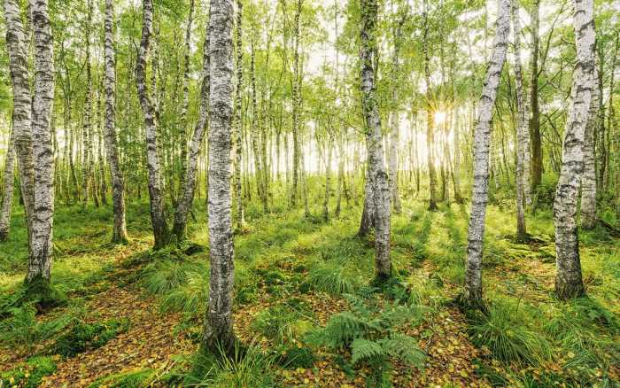 Premium Non-Woven Birch Trees