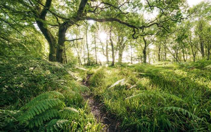 Premium Non-Woven Mystic Path