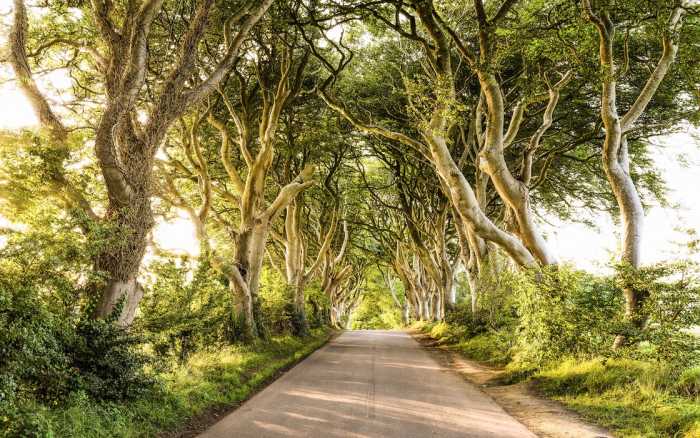 Premium Non-Woven Golden Hedges