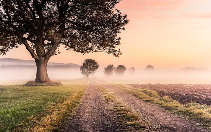 Premium Non-Woven Misty Morning