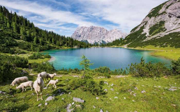 Premium Non-Woven Paradise Lake