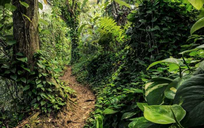 Premium Non-Woven Path of Dreams