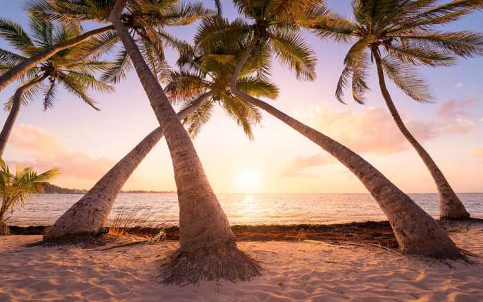 Premium Non-Woven Reaching the Sun