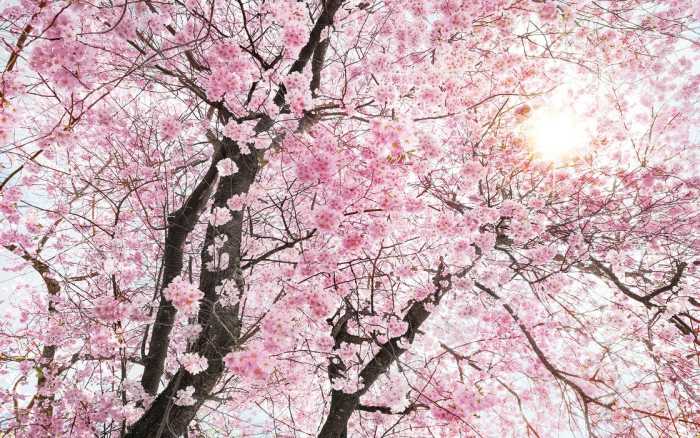 Premium Non-Woven Bloom