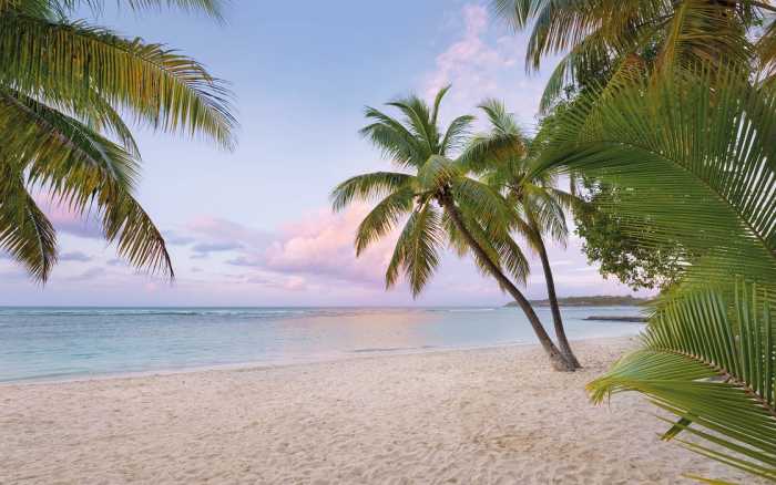 Premium Non-Woven Paradise Morning