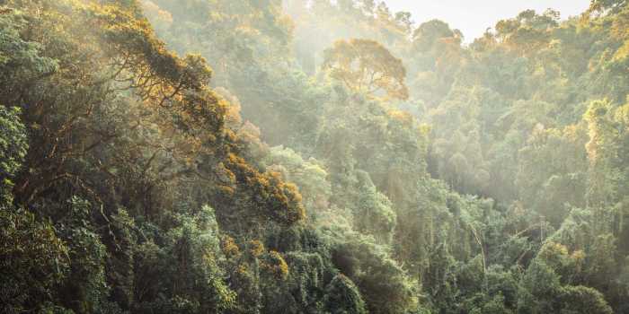 Standard Non-woven Madagascar Jungle