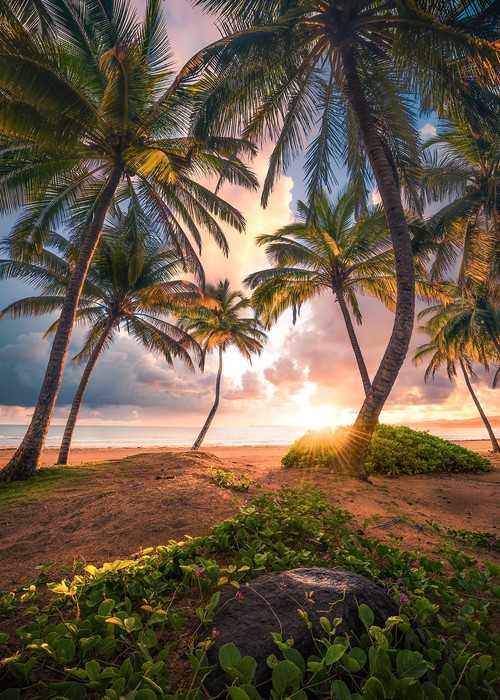 Standard Non-woven Vertical Paradise