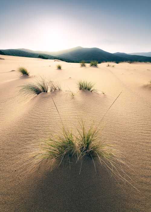 Standard Non-woven Vivid Dunes
