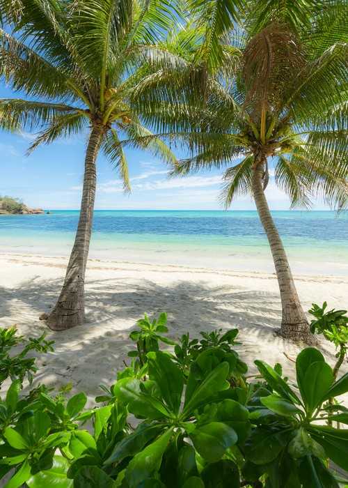 Standard Non-woven Palmy Beach