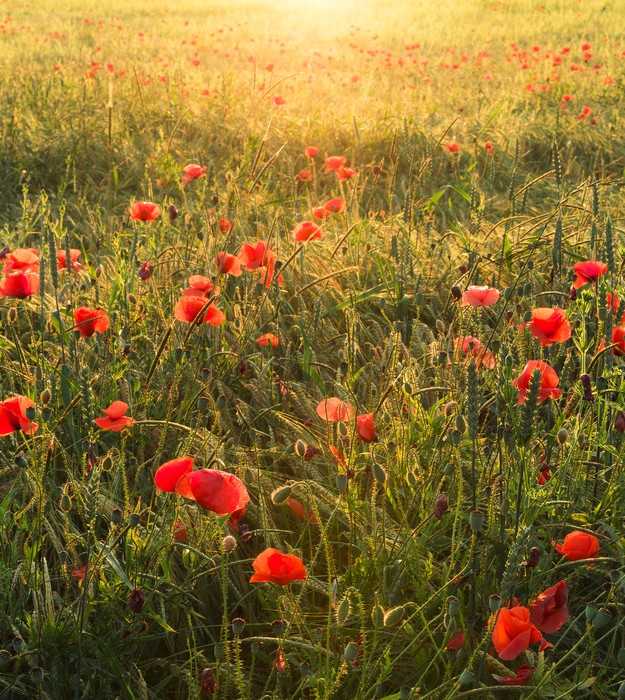 Standard Non-woven Poppy World I