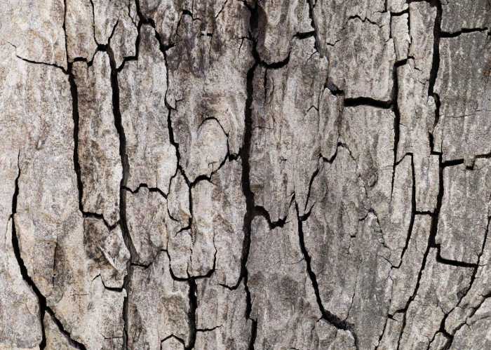 Standard Non-woven African Wall XIX