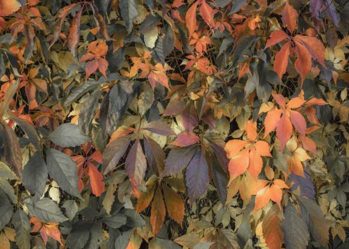 Standard Non-woven Autumn Foliage II