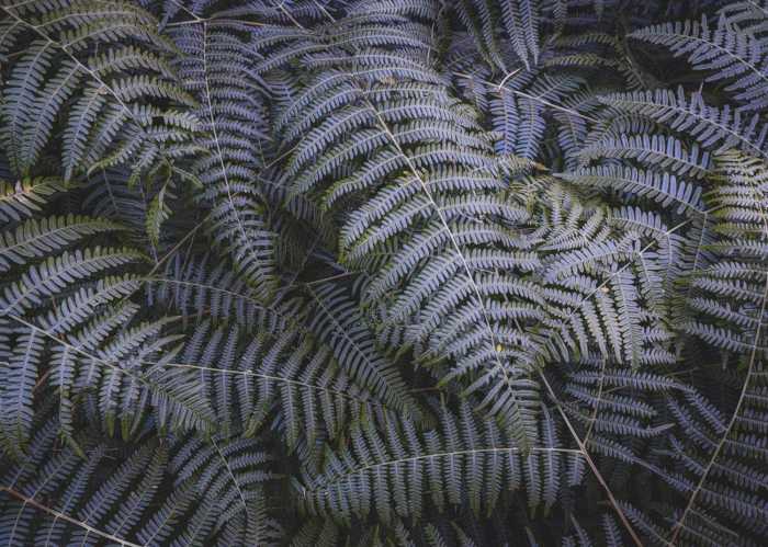 Standard Non-woven Fern Canopy II
