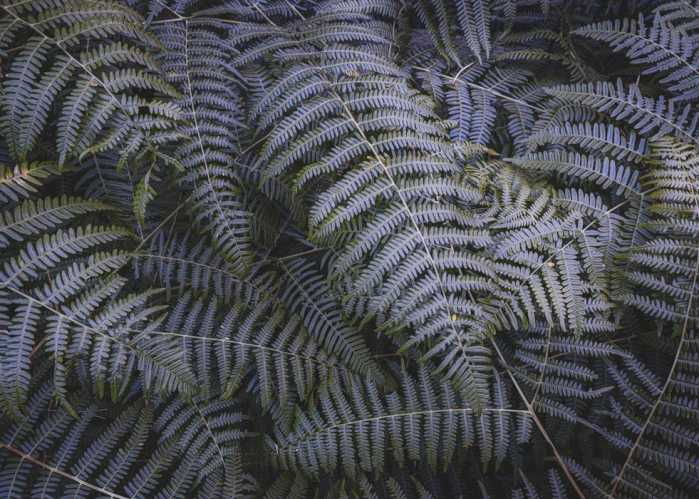 Standard Non-woven Fern Canopy II