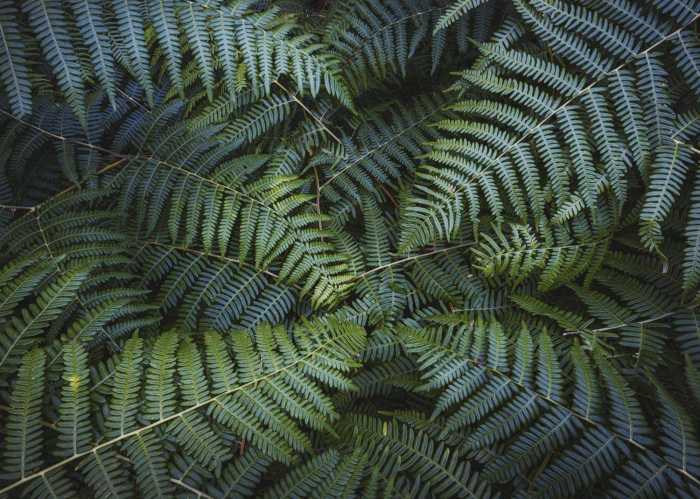 Standard Non-woven Fern Canopy