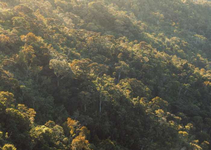 Standard Non-woven Mellow Woods