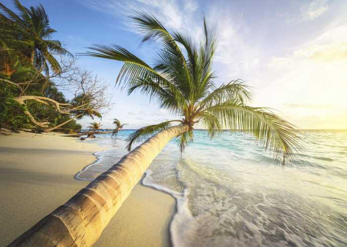 Standard Non-woven Palm Beach