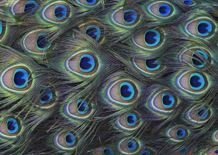 Standard Non-woven Plumage Detail