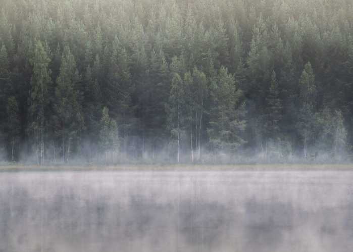 Standard Non-woven Scandi Wall