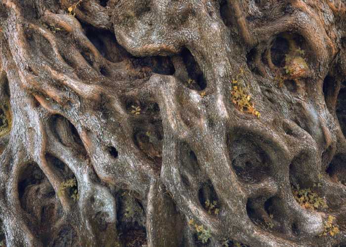 Standard Non-woven Swirly Bark