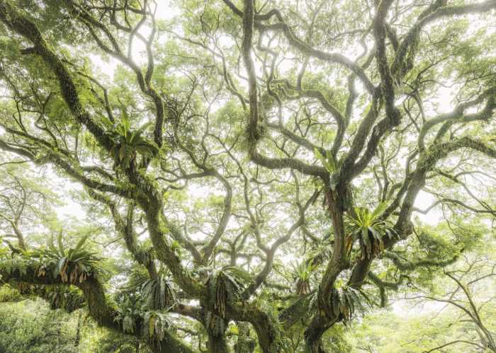 Standard Non-woven The Jungletree