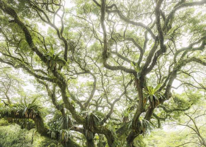 Standard Non-woven The Jungletree
