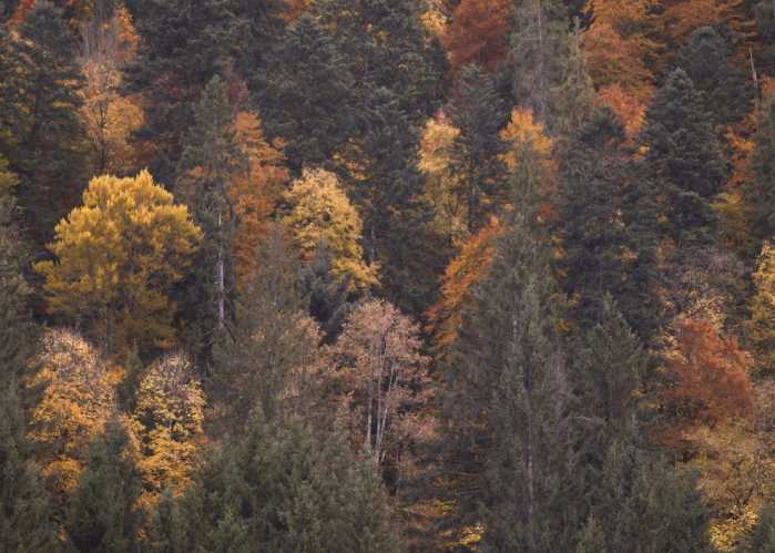 Standard Non-woven Warm Tones
